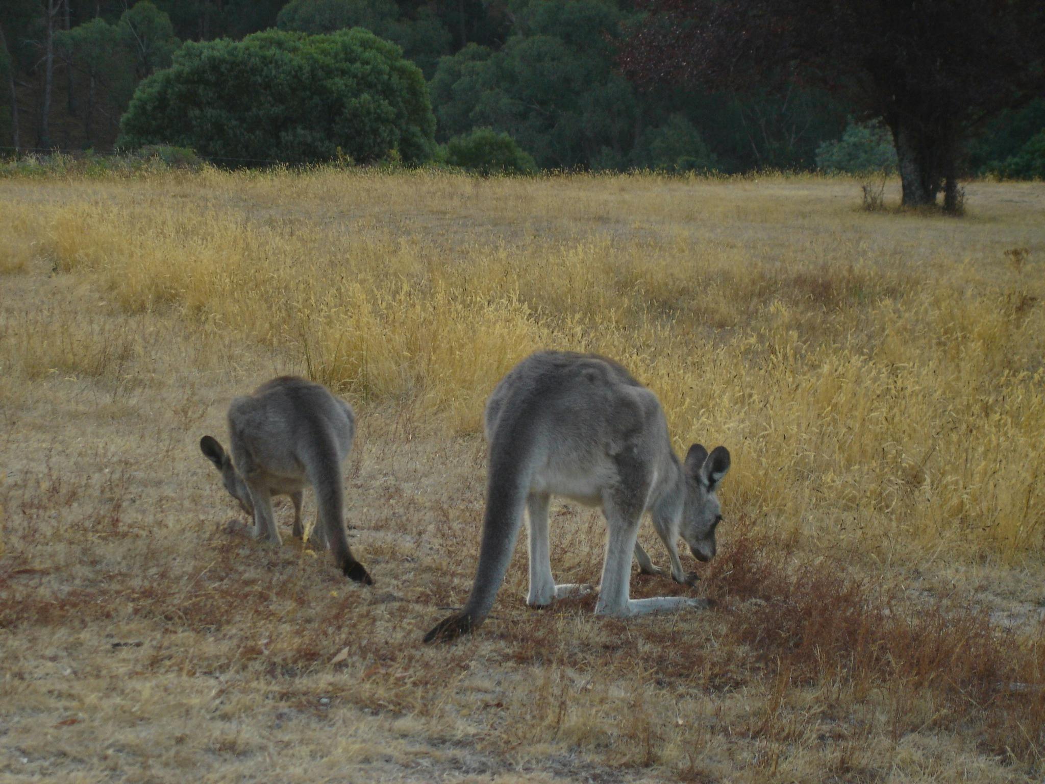 Kangaroos at Kunala Chalet, Pinnacle Valley Resort, SEBEL