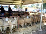 Walbundrie Show Sheep Competition. Sheep ready for judging. Rides and tents in the background.