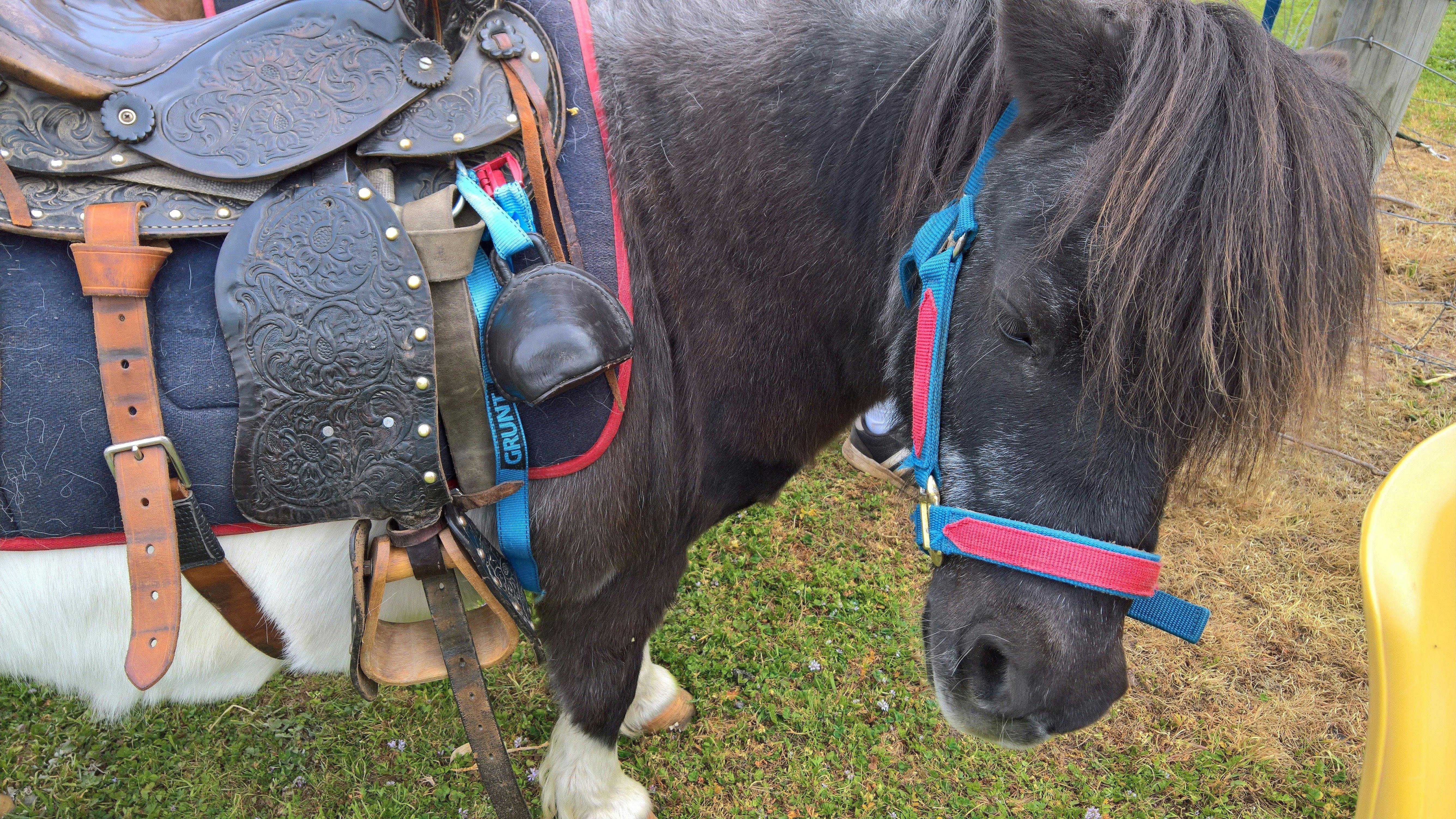 Shetland pony, saddled up.