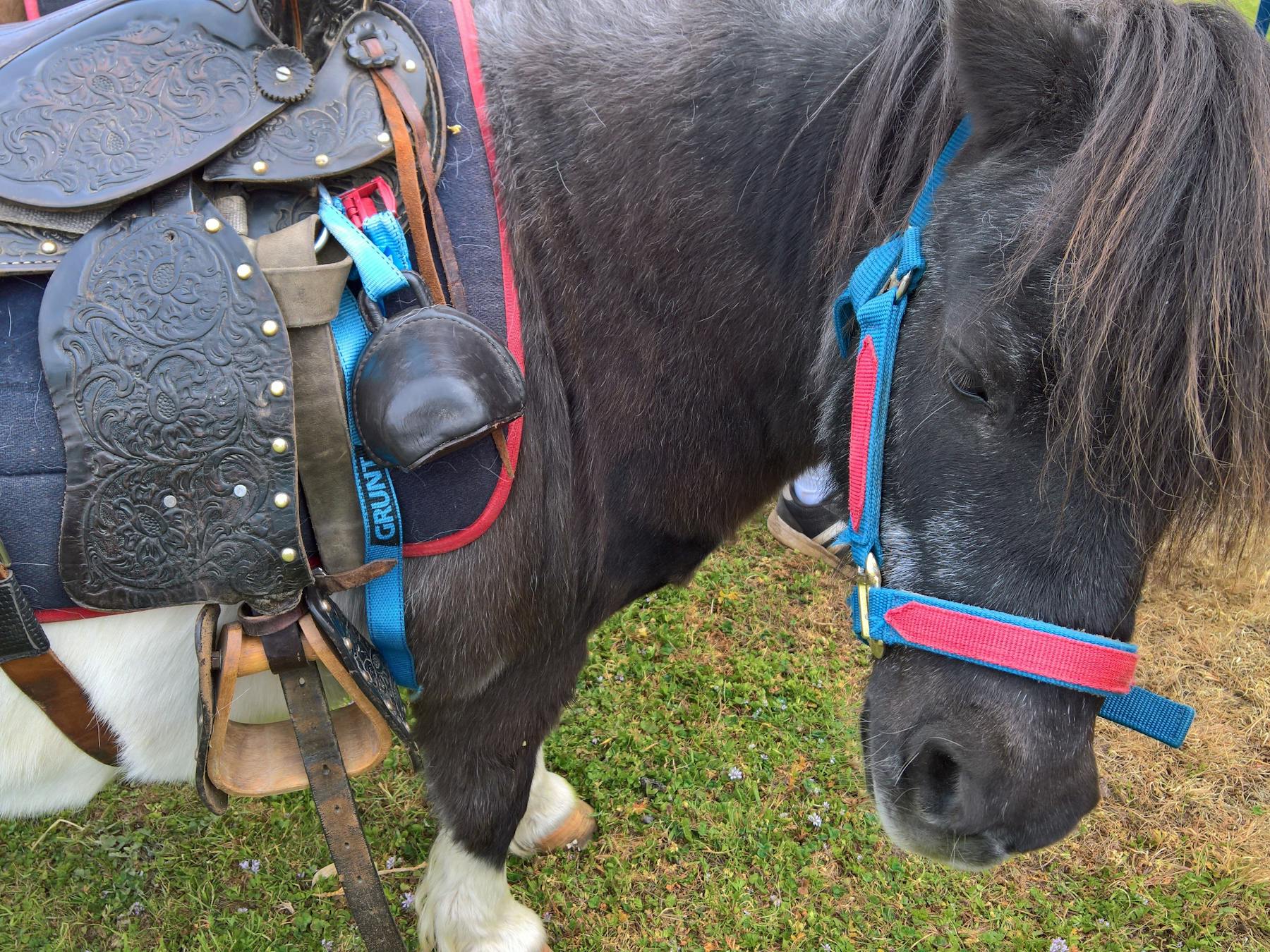 Shetland pony, saddled up.