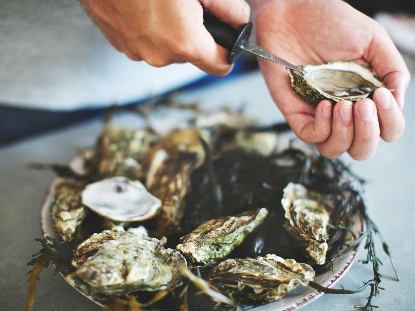 fresh oysters being opened above a platter