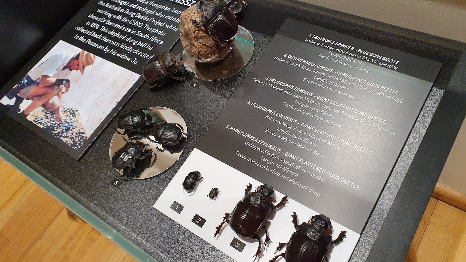 Dung beetle display