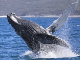 Extreme whale watch Cruise
