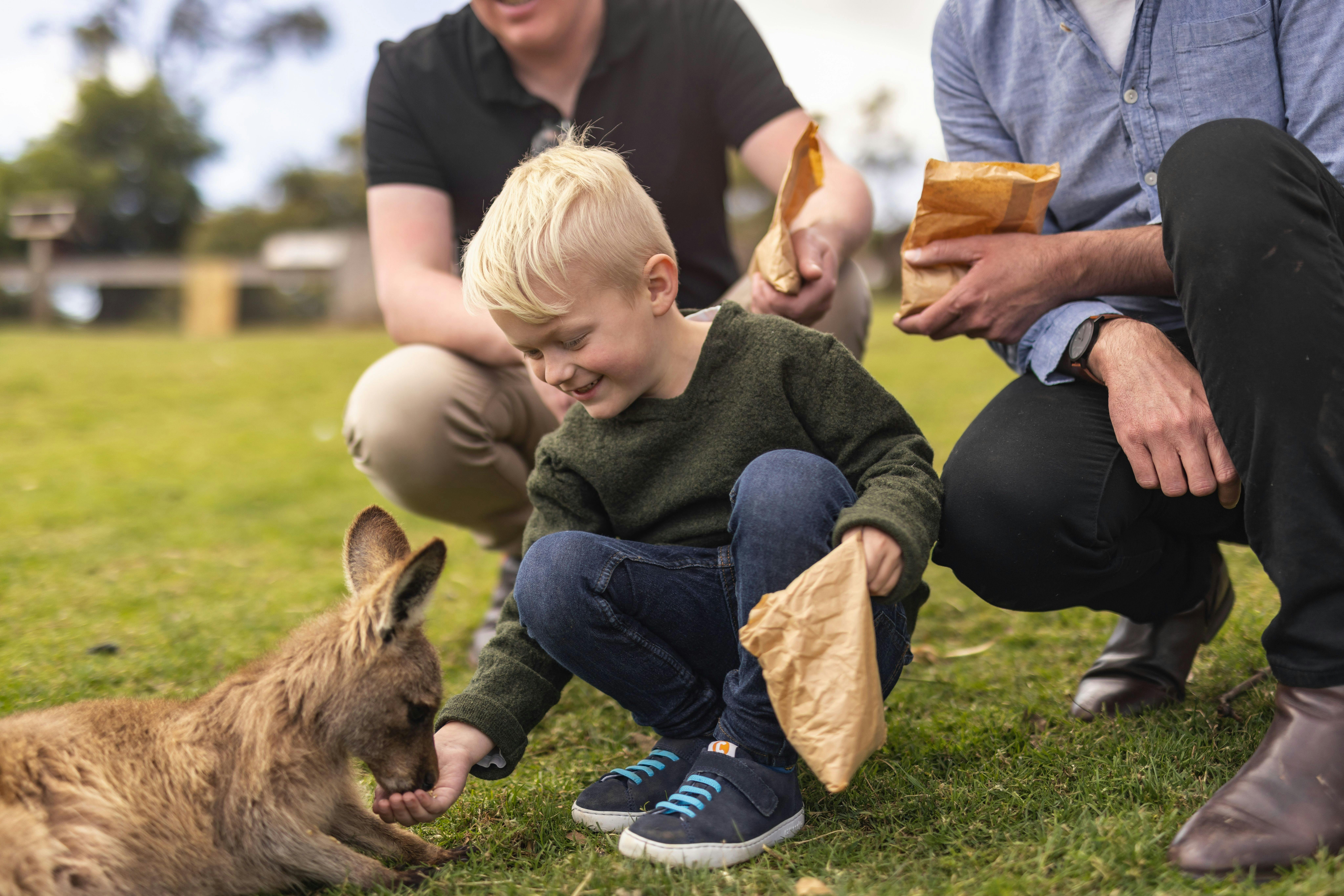 Explore Bonorong Wildlife Sanctuary