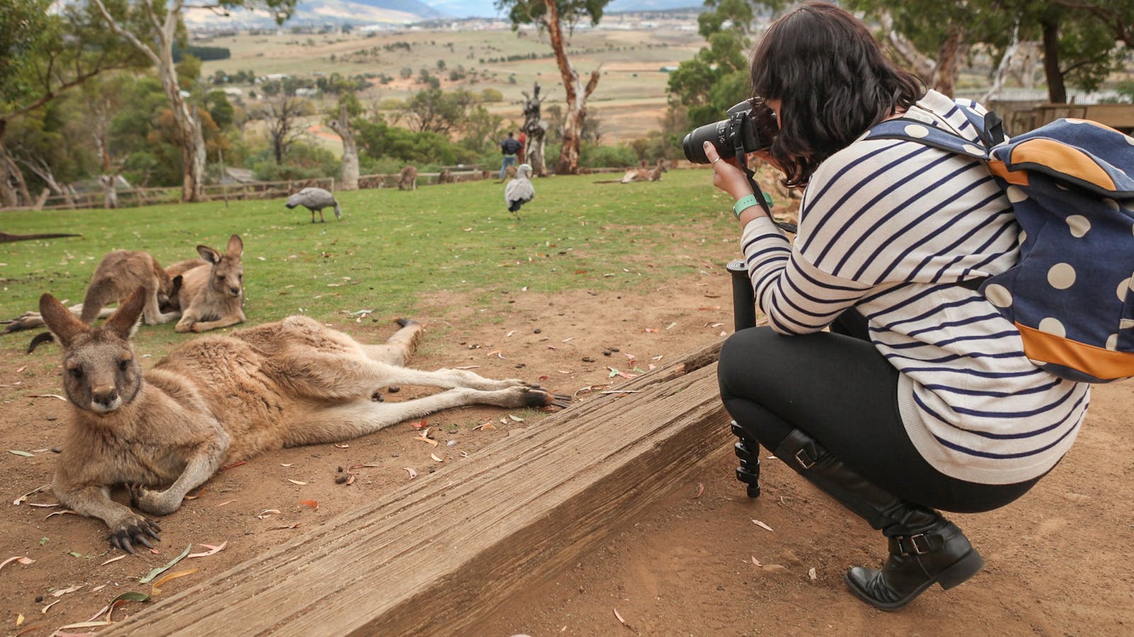Wildlife Photography workshop at Bonorong Wildlife Sanctuary