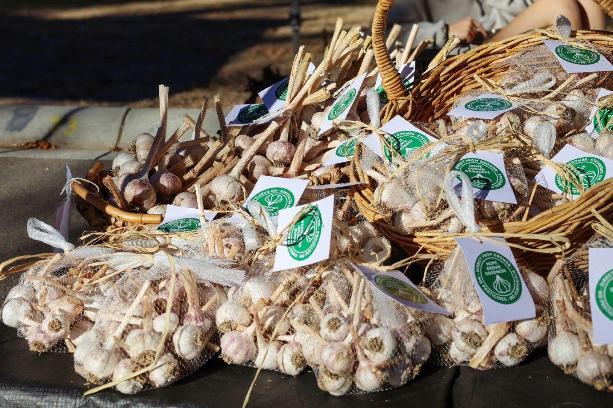 Garlic