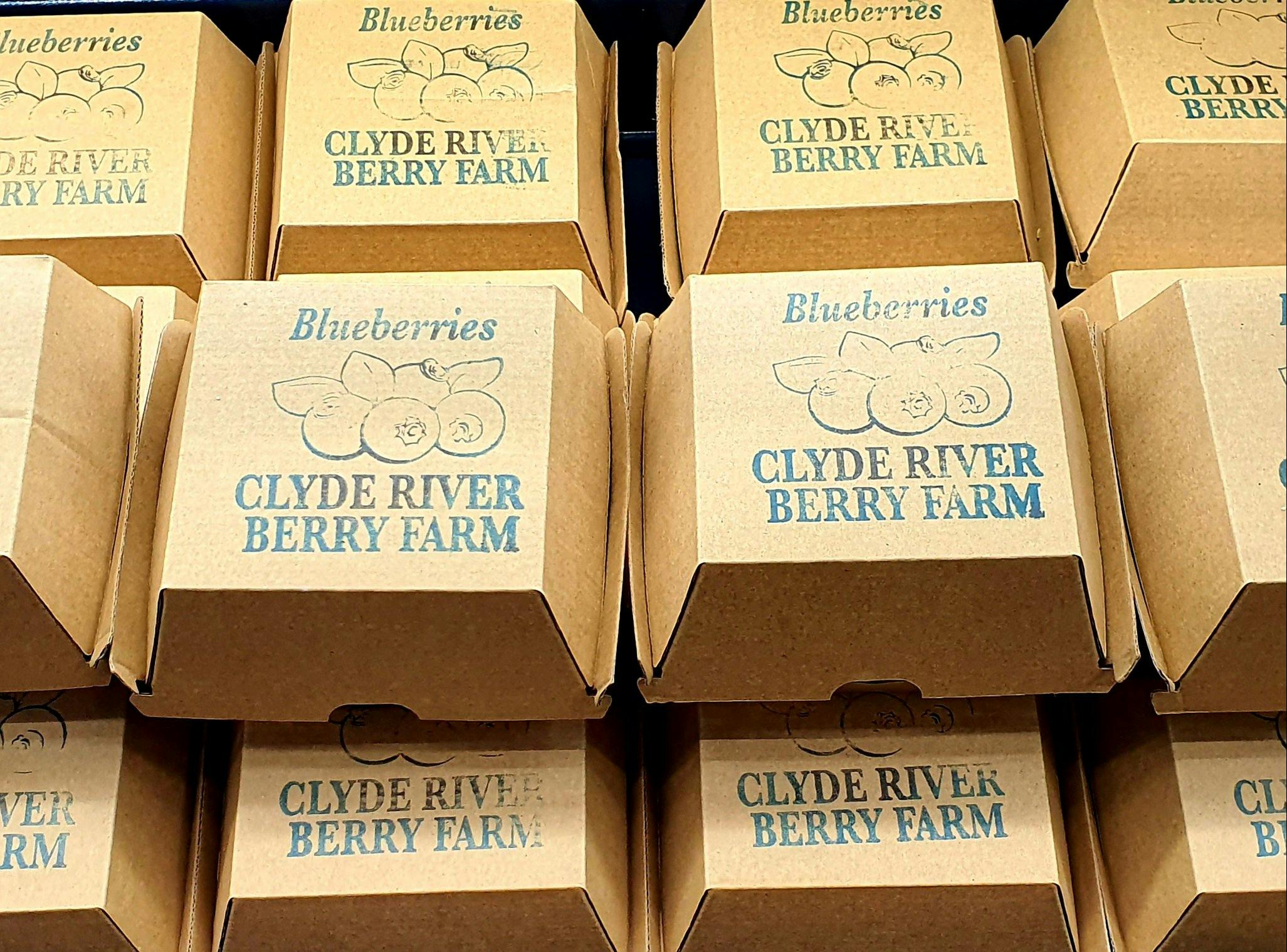 Local Clyde river blueberries in ecofriendly cardboard packaging