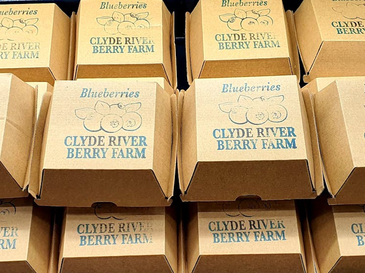 Local Clyde river blueberries in ecofriendly cardboard packaging