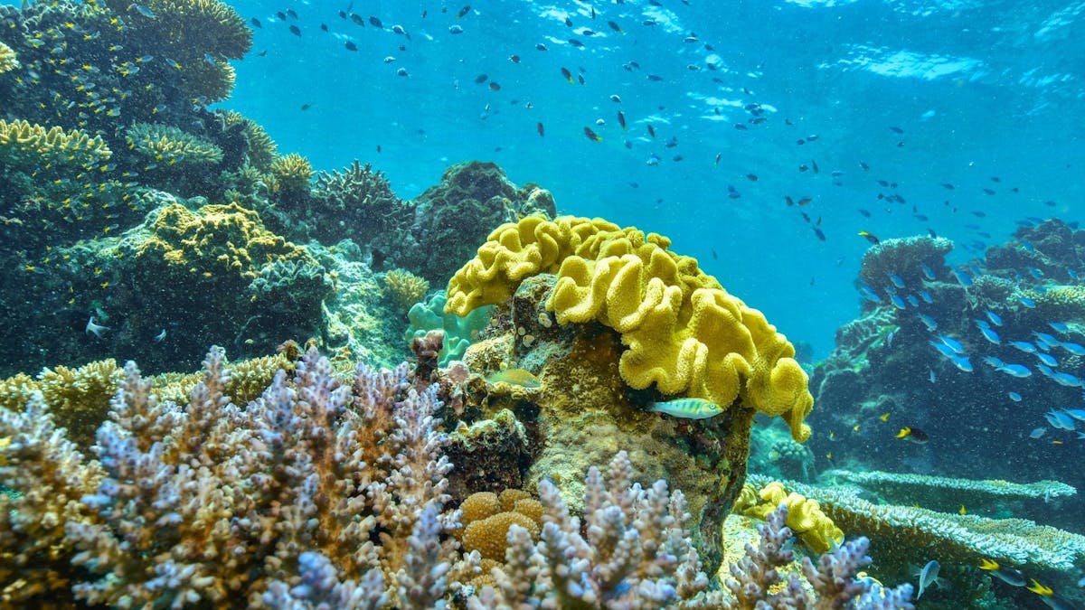 Dreamtime Dive & Snorkel - Great Barrier Reef