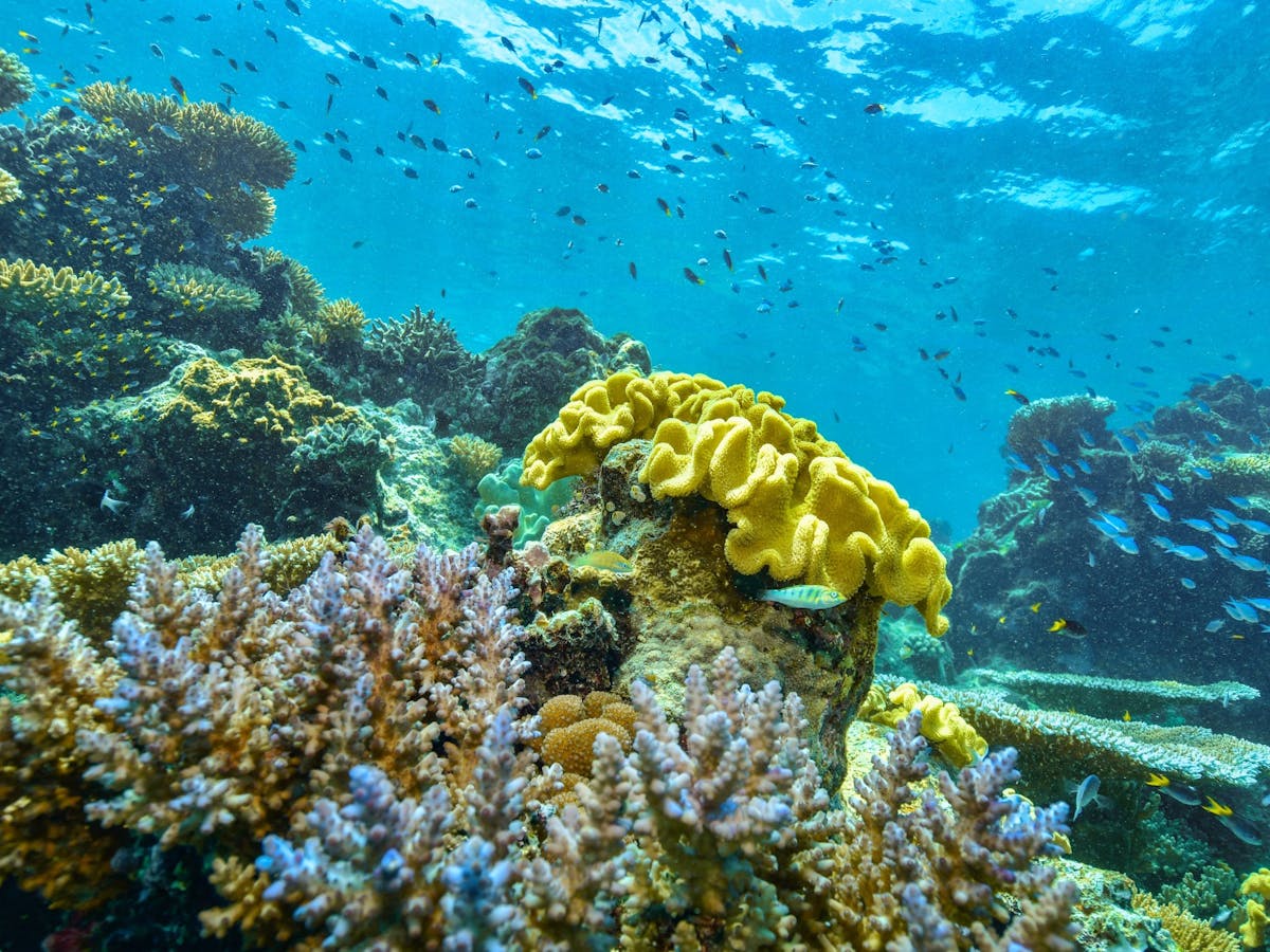 Dreamtime Dive & Snorkel - Great Barrier Reef