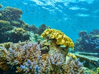 Dreamtime Dive & Snorkel - Great Barrier Reef