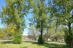 Tent sites at the Colour City Caravan park