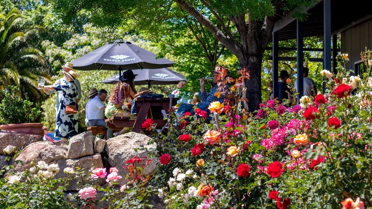 Beautiful roses at Golden Grove Estate