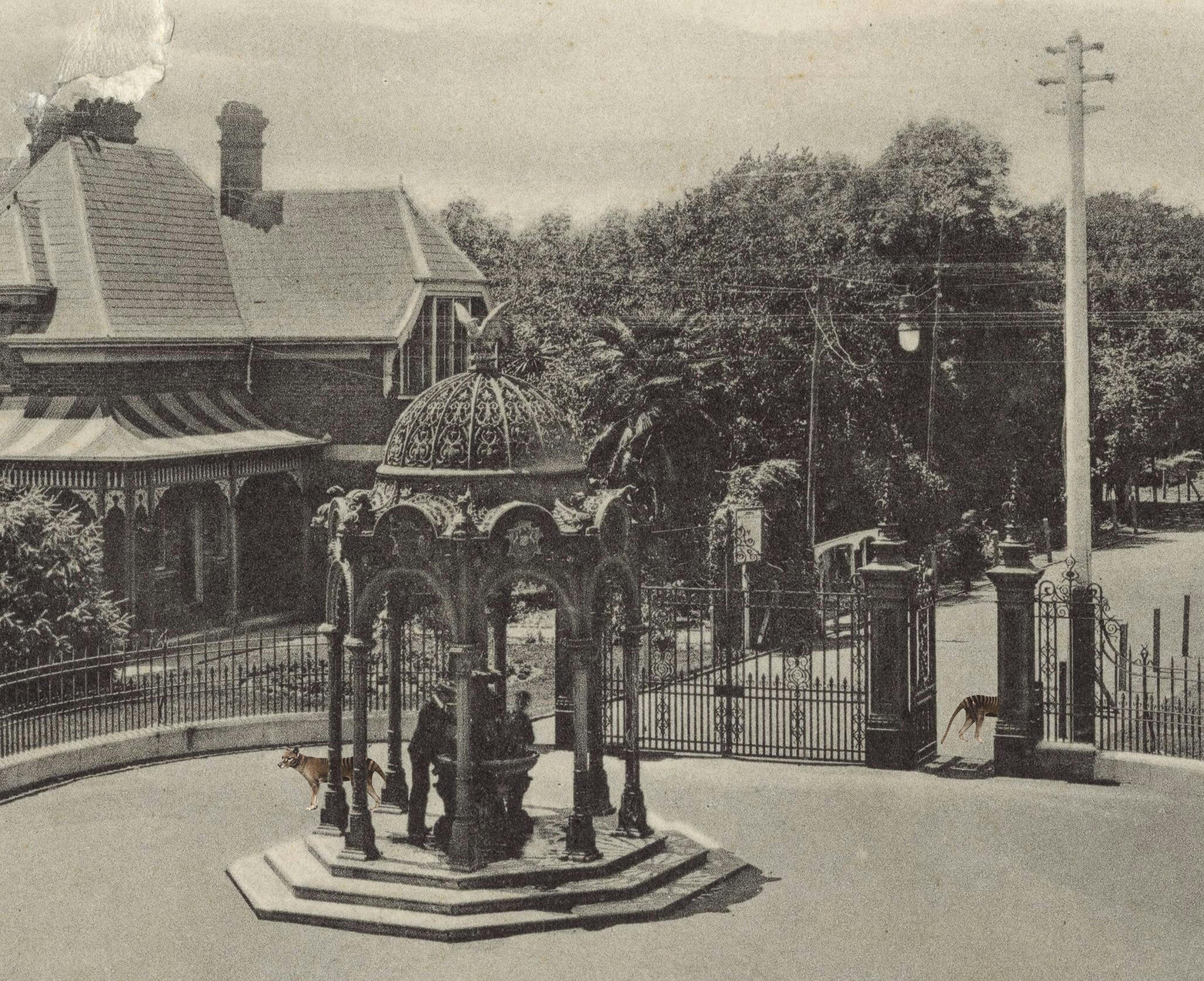 Historic image of City Park, Launceston with hidden thylacine images