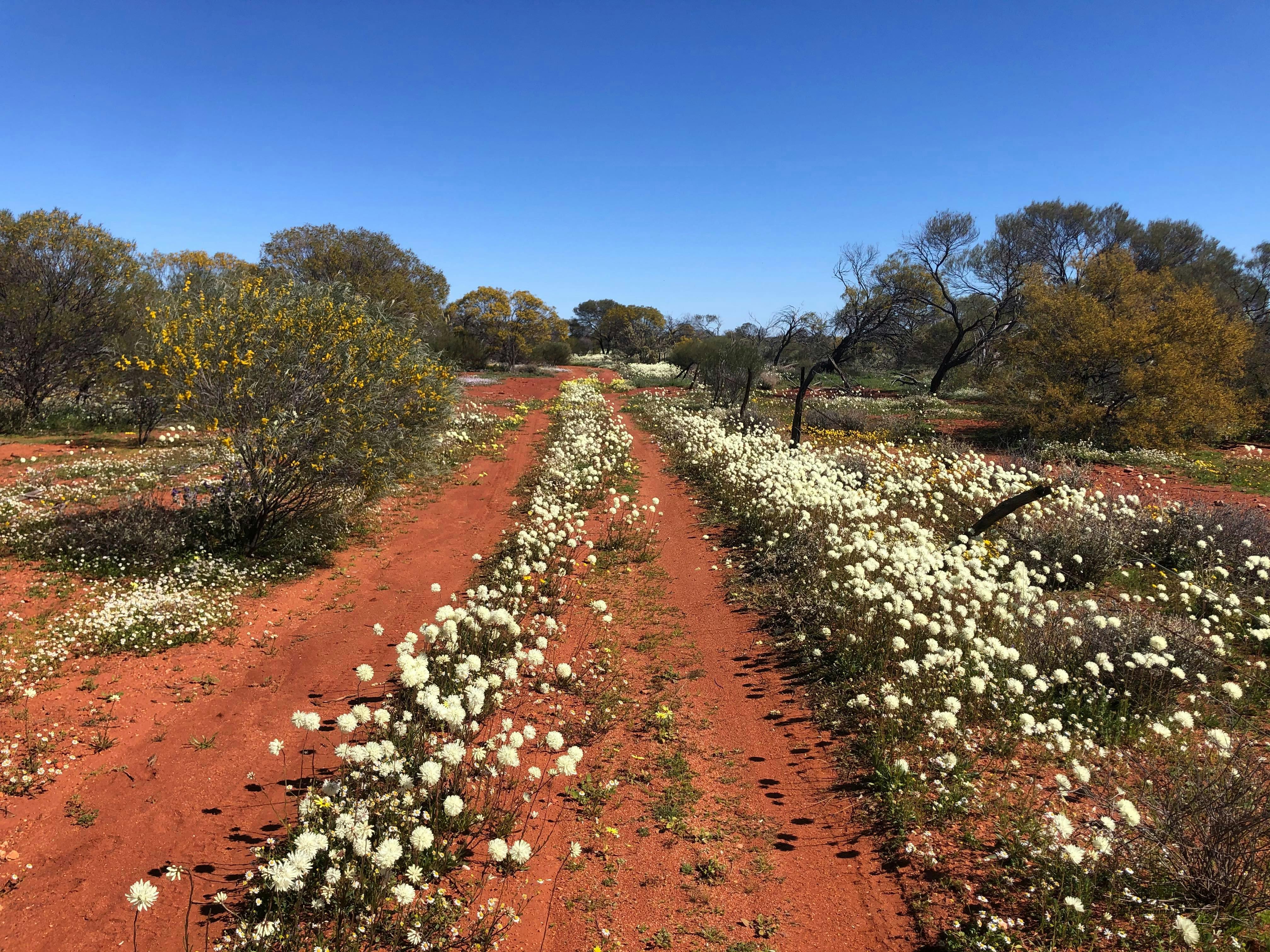 Red Dirt Road to a wildflower dream