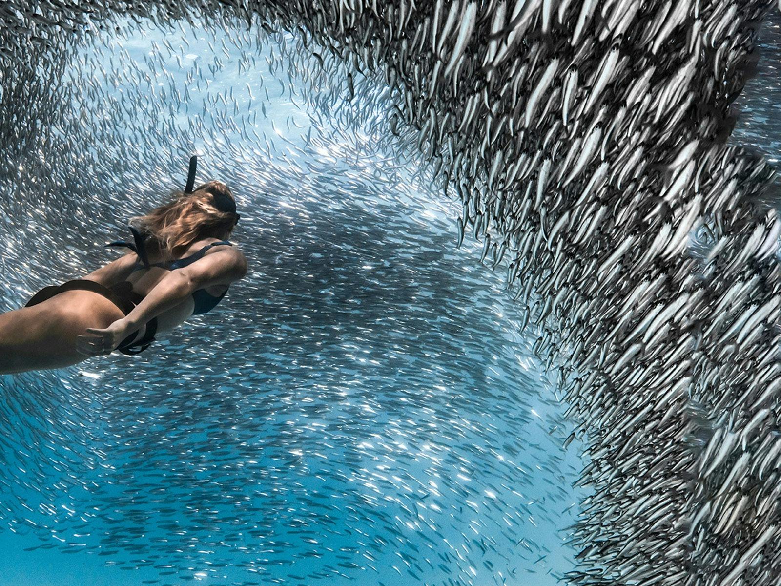 Swimmer in Ningaloo Reef