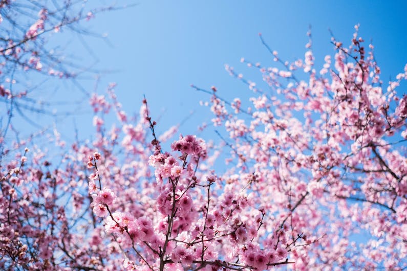 Image of the event 'Sydney Cherry Blossom Festival'