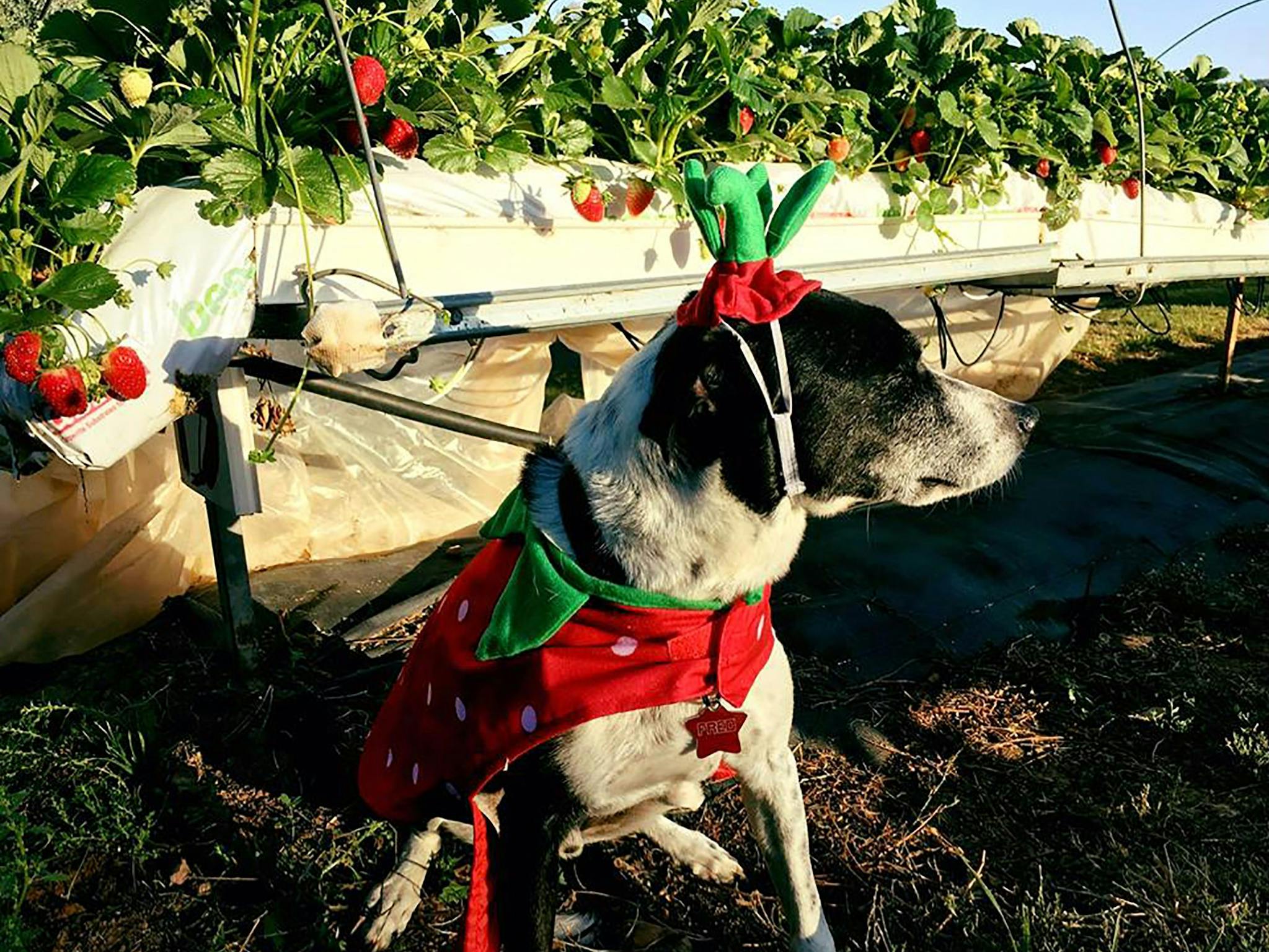 A dog, dressed as a strawberry, in front of a row of strawberries