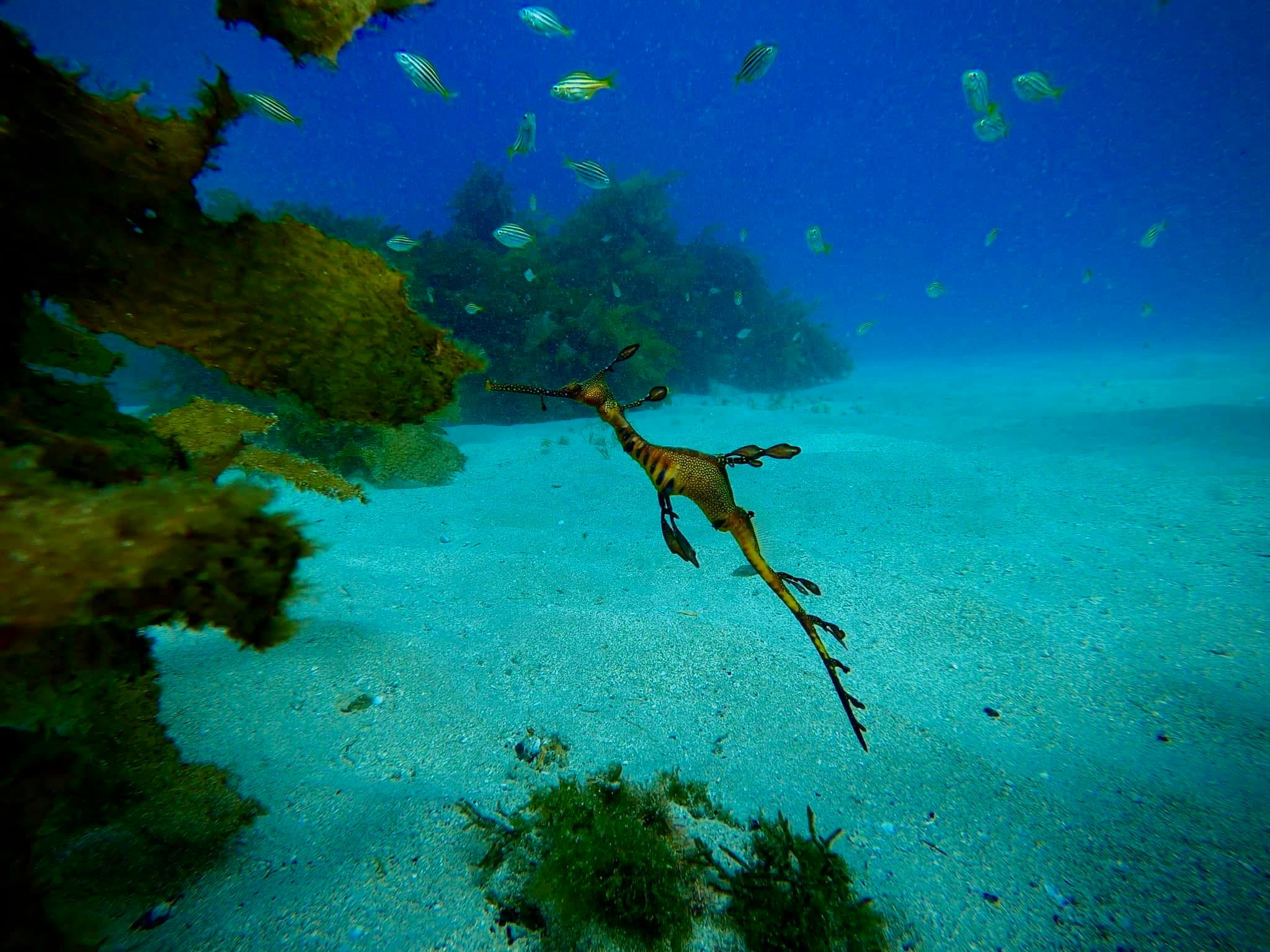 Sapphire Coast Scuba