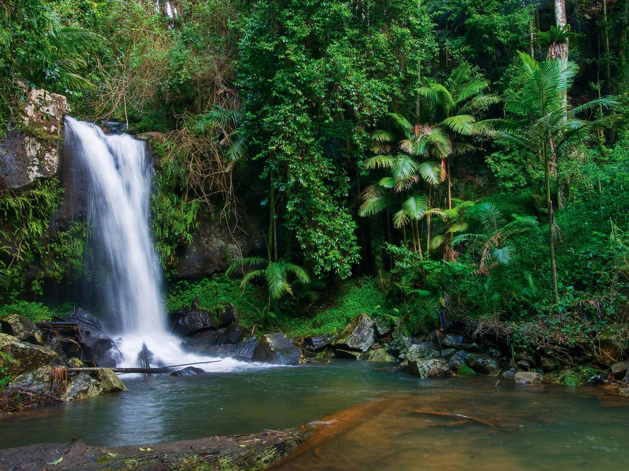 Rainforest Waterfalls in Tamborine Mountain