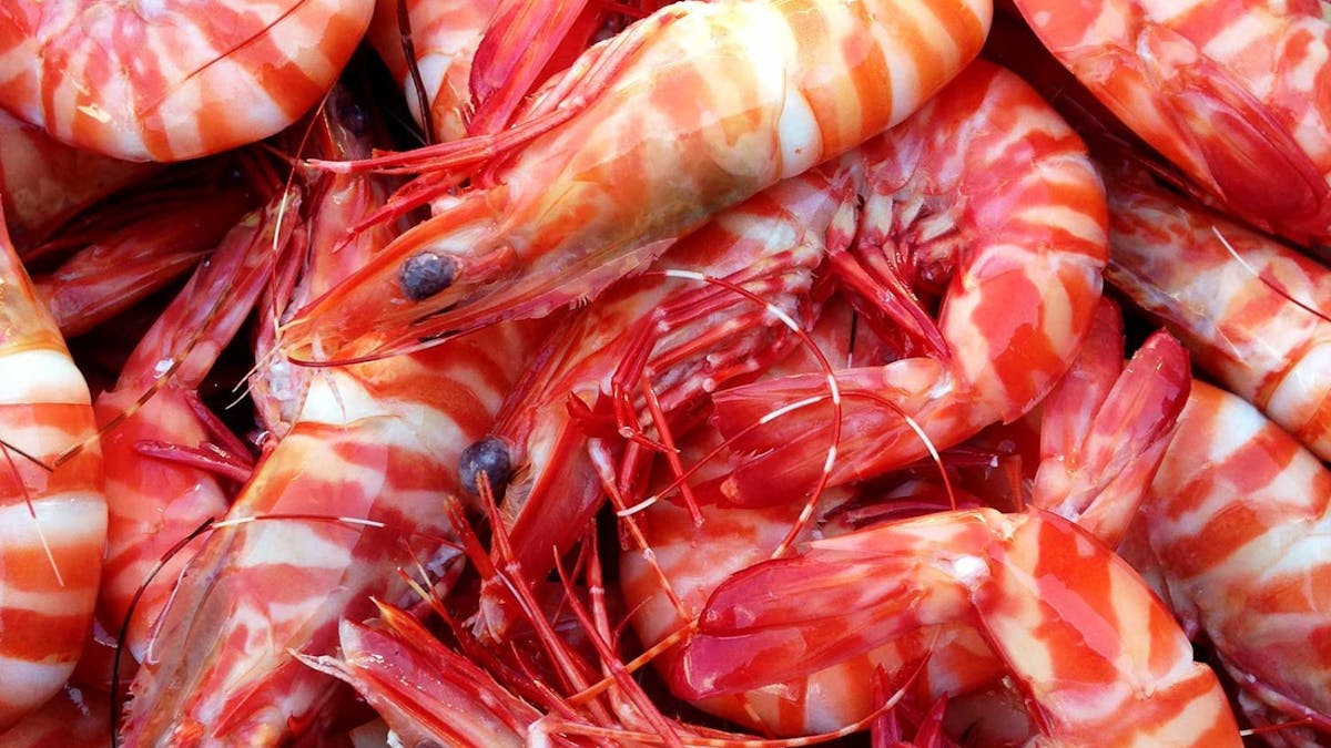 Whitsunday WILD Tiger Prawns Whitsunday WILD Tiger Prawns