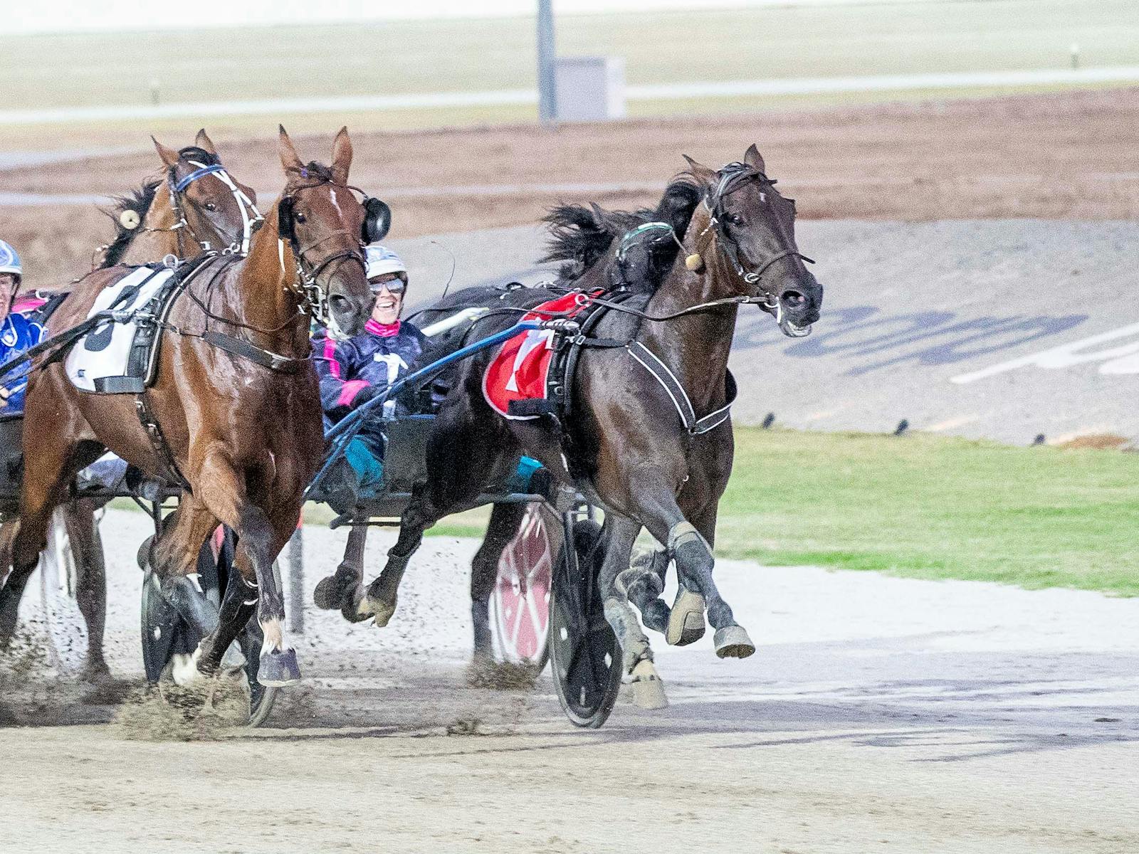 Image for SpringFest Ballarat - Harness Racing Night