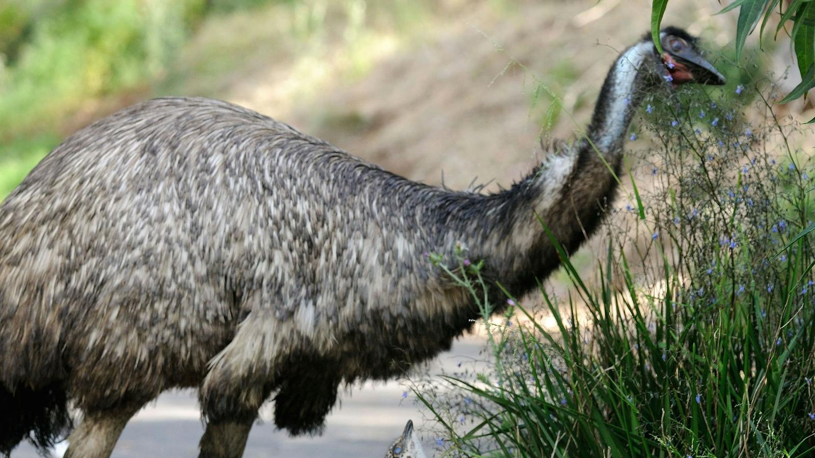 Tower Hill Wildlife Reserve