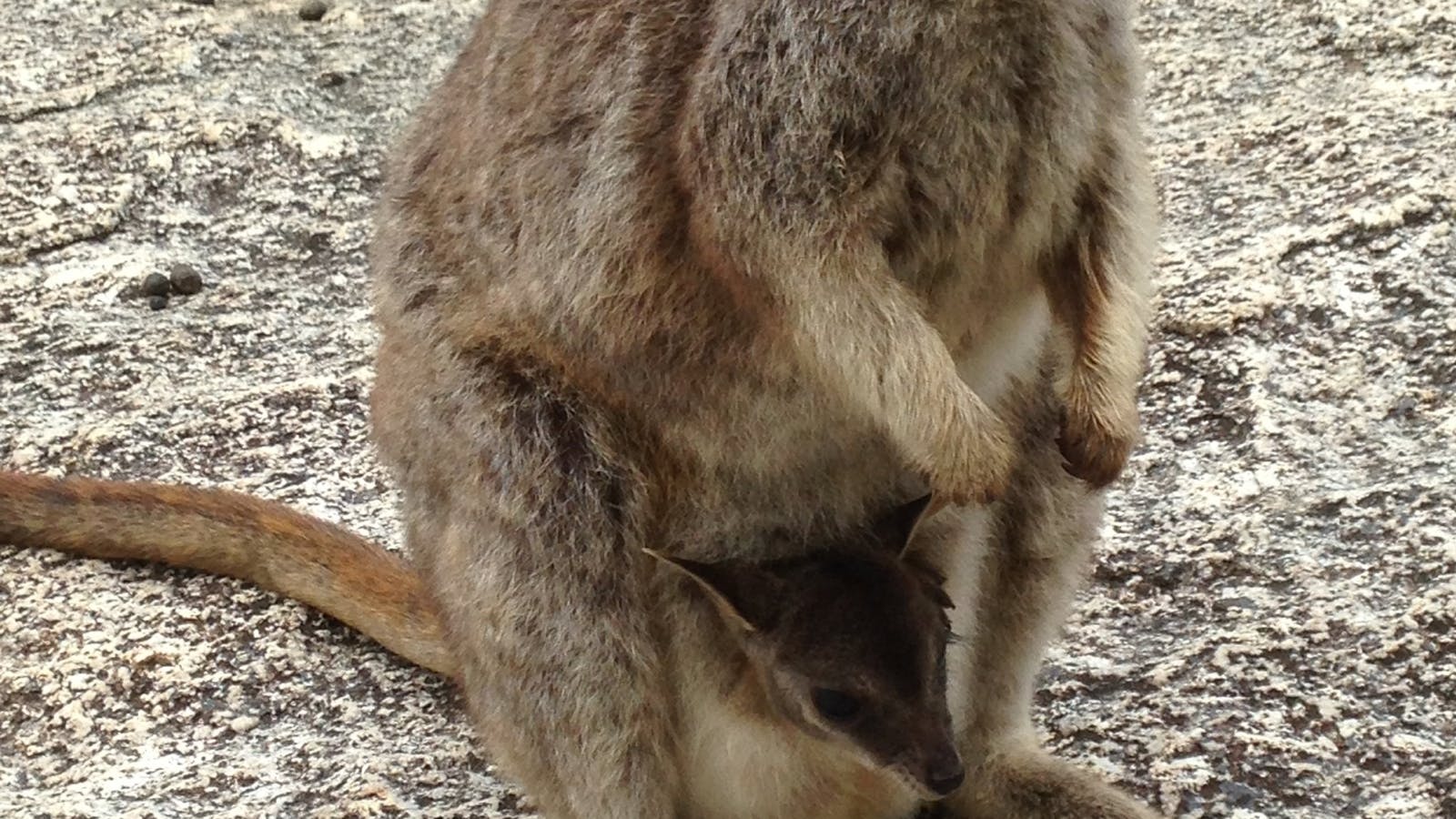 Tablelands Tours