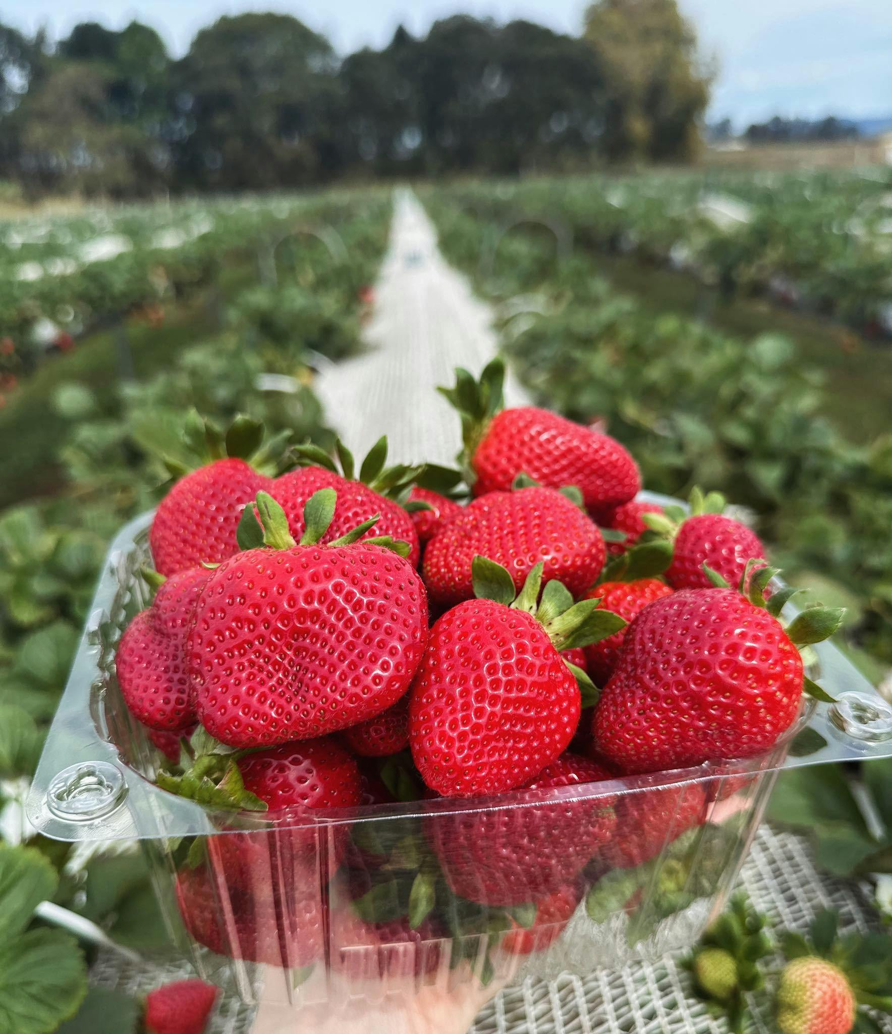 shaylee strawberry farm