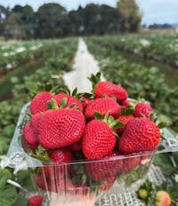 pick your own