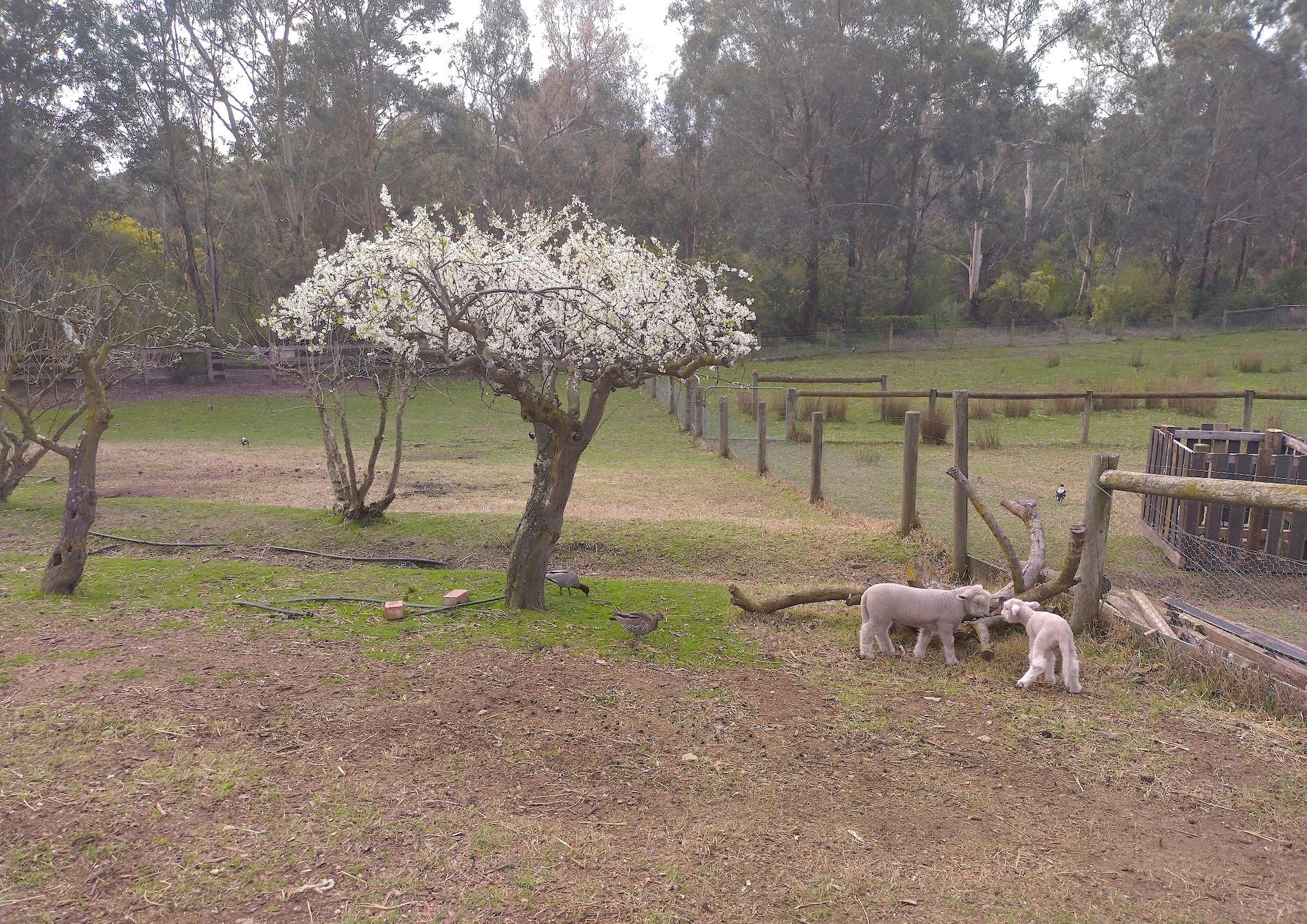 edendale farm sheeps