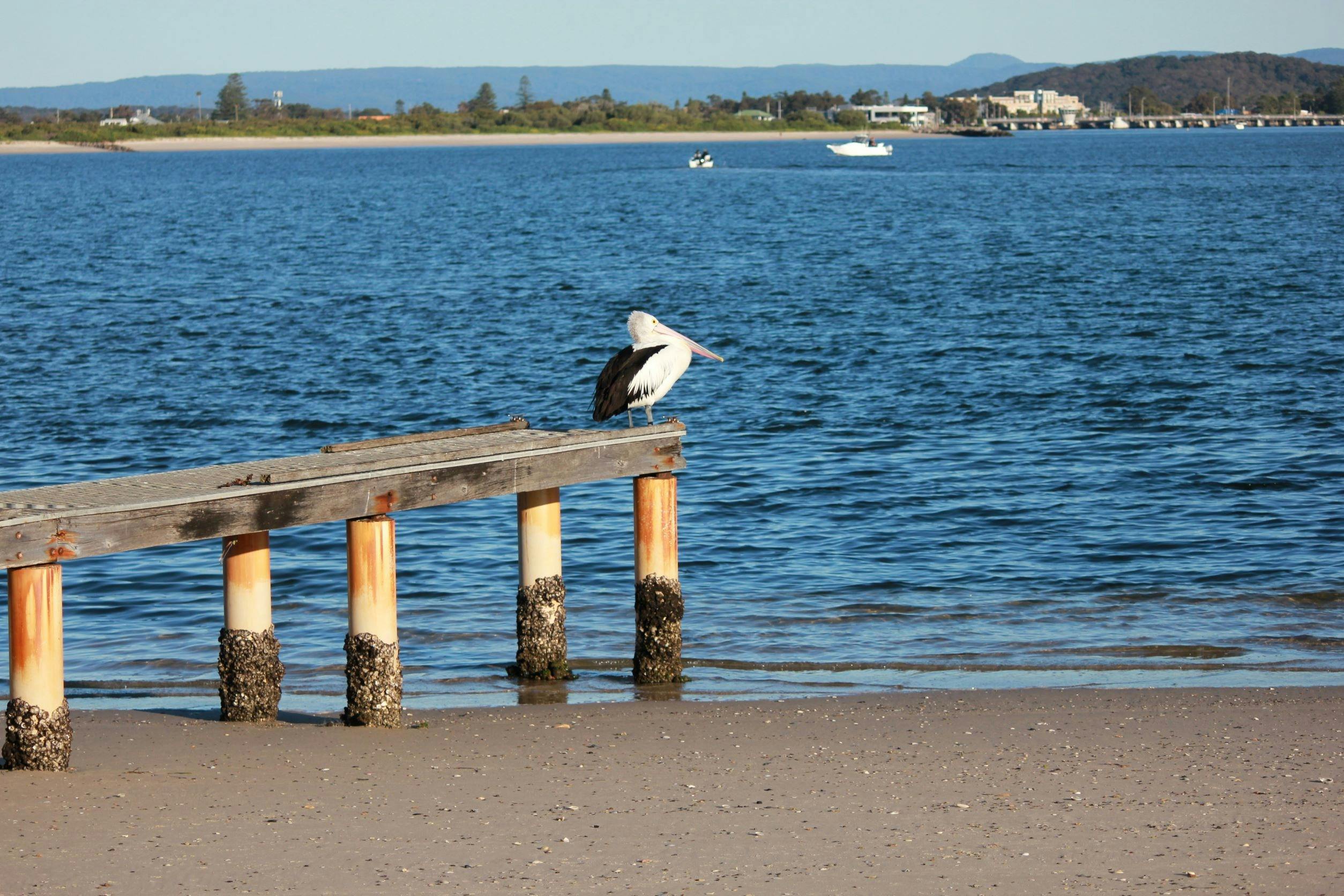 Pelican Sawnsea Heads