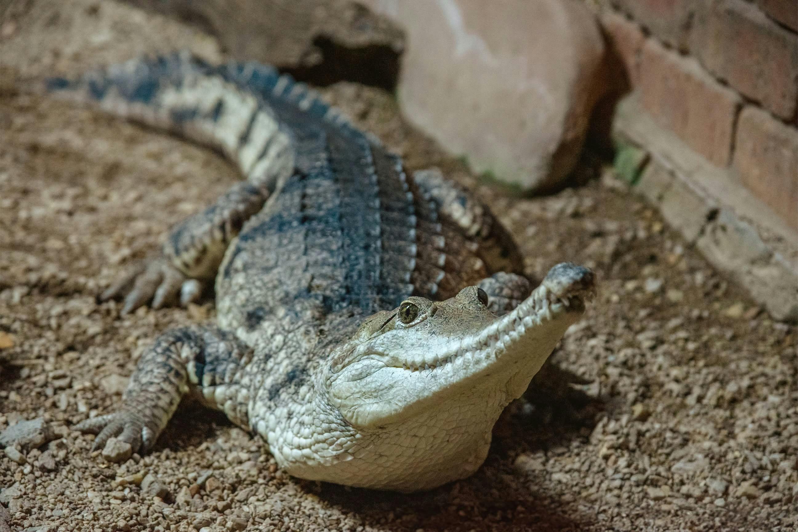 Adult freshwater crocodile