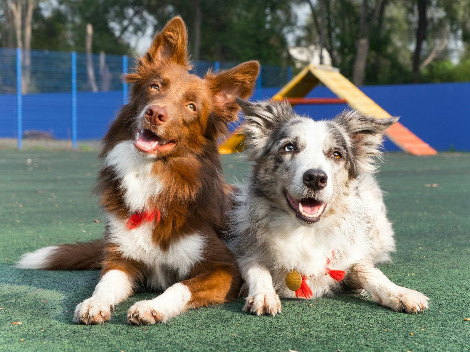 Image for Grafton Dog Obedience Club Jumping  Agility  Games Trial