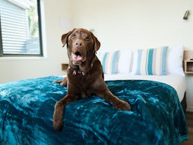 Dog Friendly Cabins Park Hotel Mount Gambier