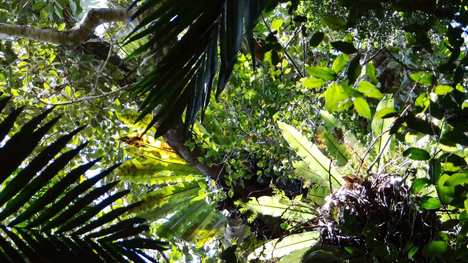 Byrrill Creek Walking Track