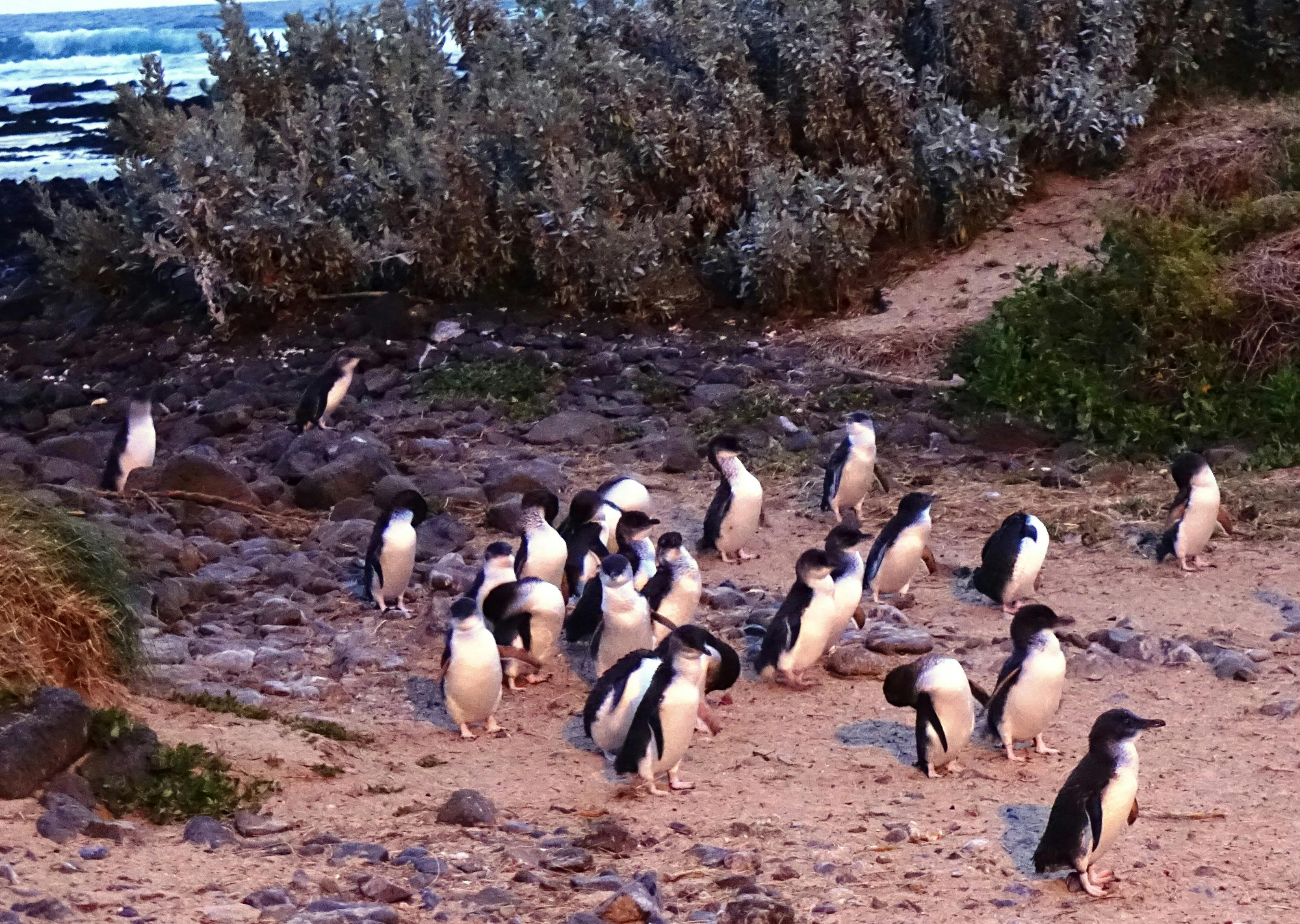Phillip Island Private Experience