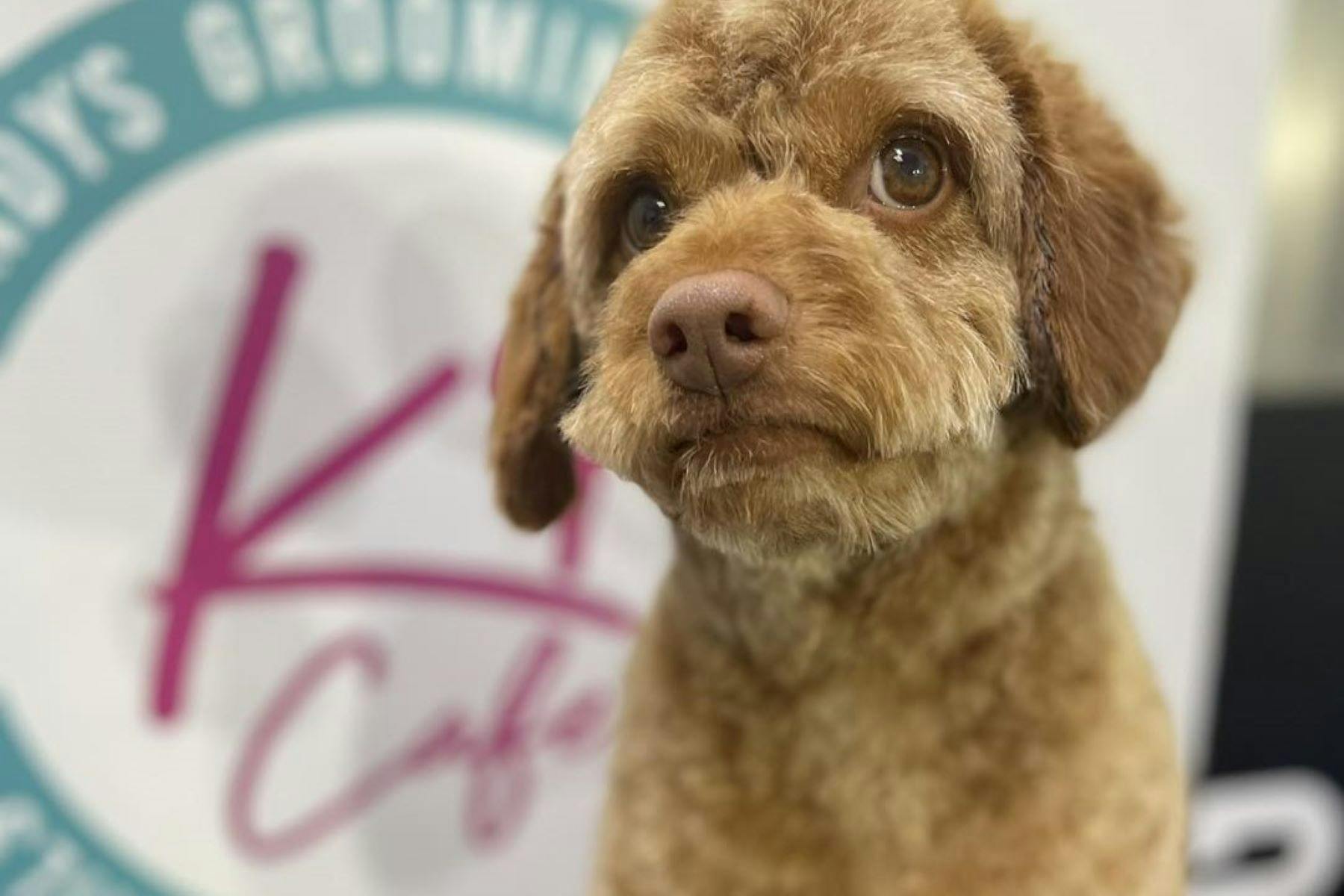 Sandys Grooming Tails & K9 Cafe