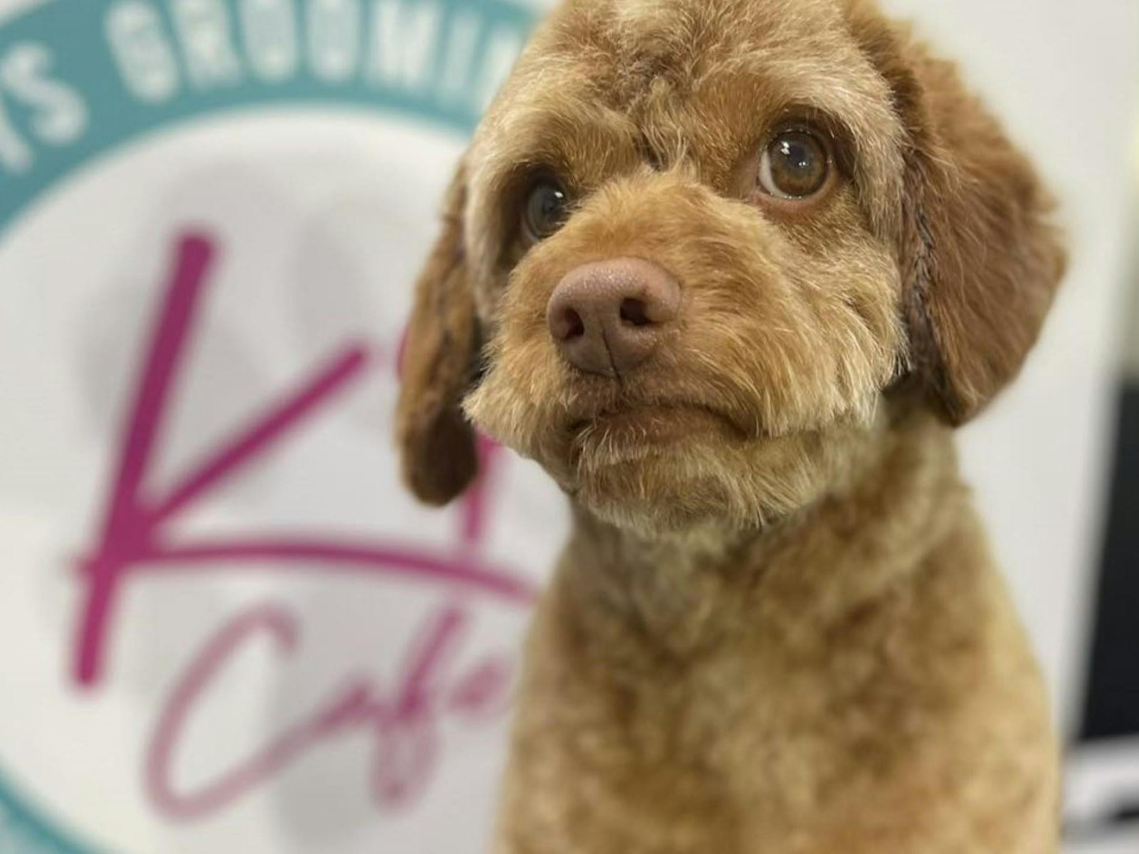 Sandys Grooming Tails and K9 Cafe