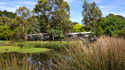 Wetlands with a large pond surrounded by grass and trees. Canberra Potters is in the background.