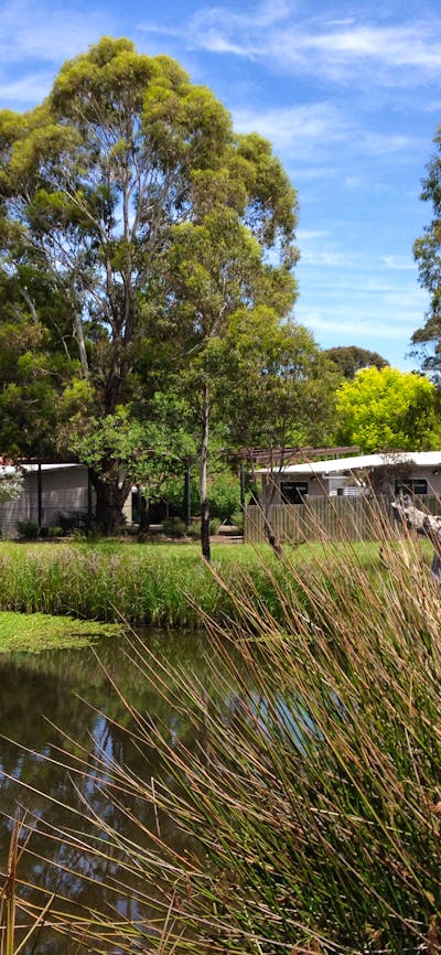 Wetlands with a large pond surrounded by grass and trees. Canberra Potters is in the background.