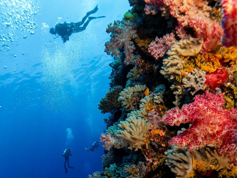 Image for Dive Expedition Sailing Summer Jo 6 Nights Outer Great Barrier Reed