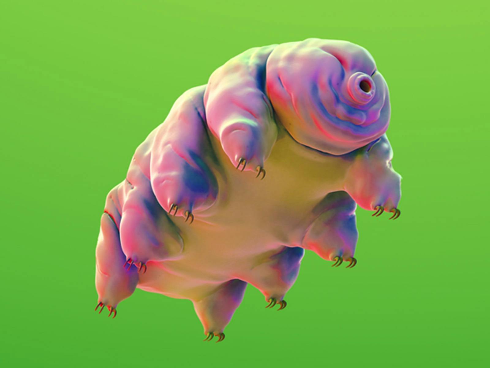 A 3d rendered illustration on a lime green background of a tardigrade