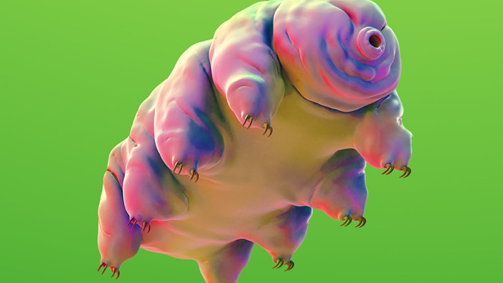Moss Piglet hero image