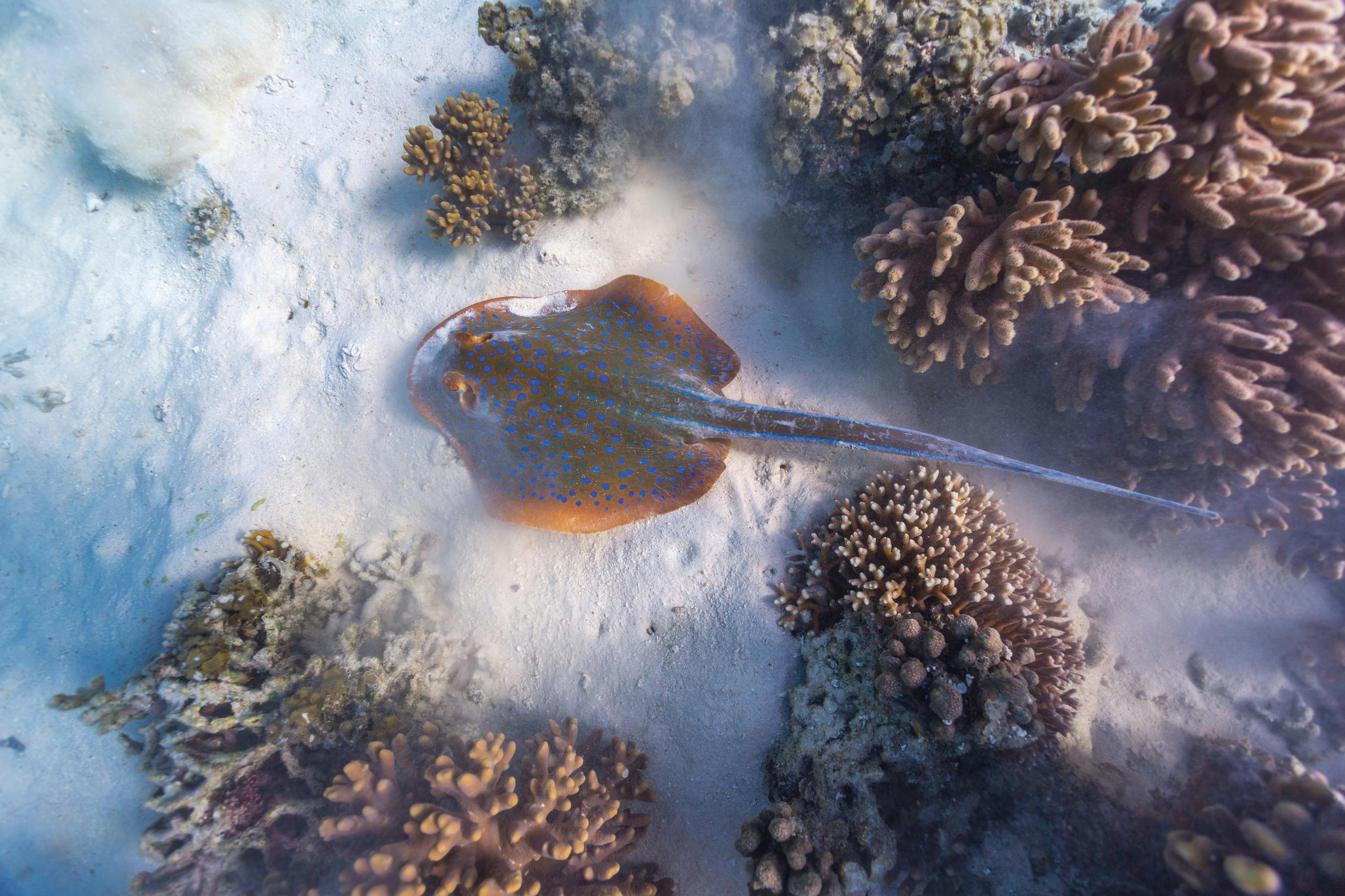 Coral Coast Wildlife, Turquoise Bay, Western Australia