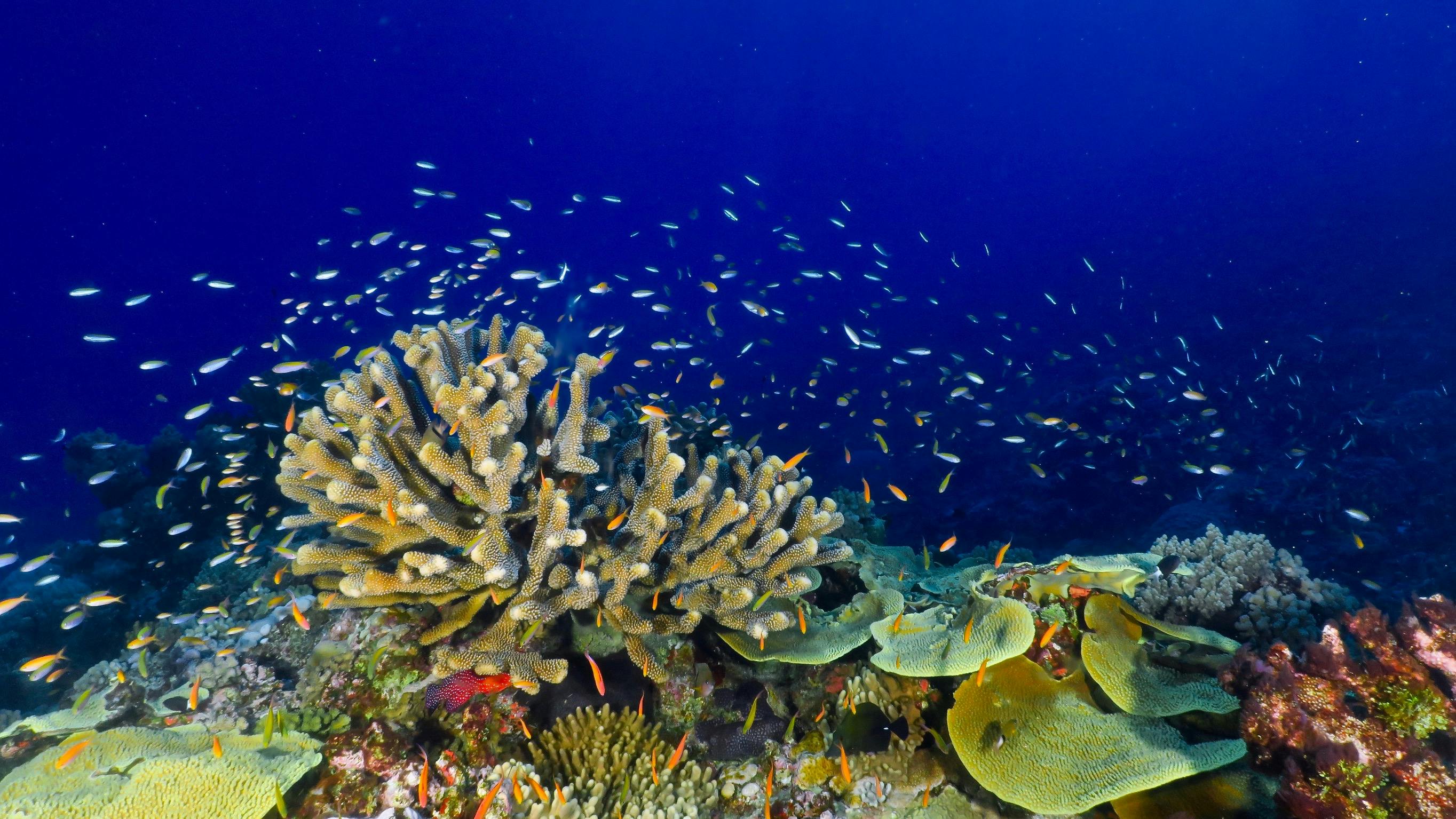branching coral surrounded by hundreds of blue and green chromis fish