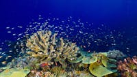 branching coral surrounded by hundreds of blue and green chromis fish