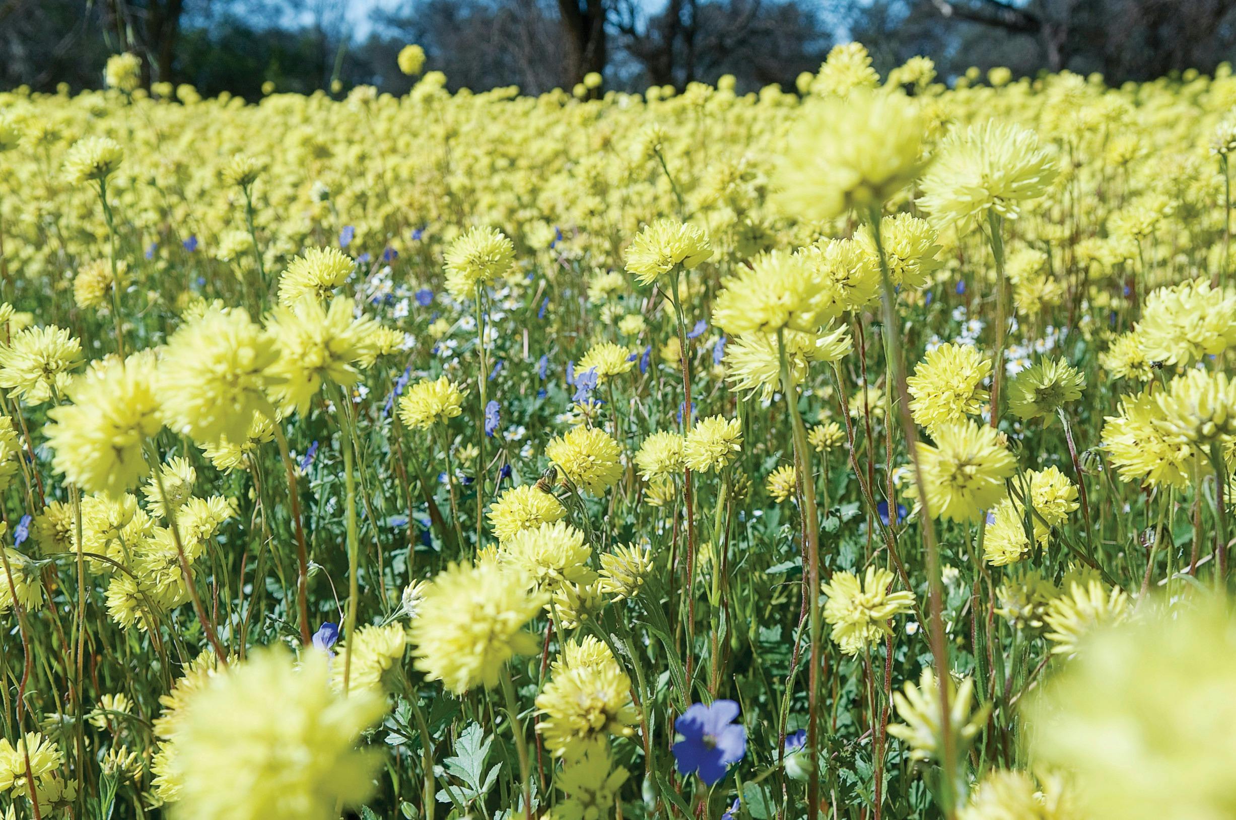 Northern Explorer Wildflower Trail, Mingenew, Western Australia