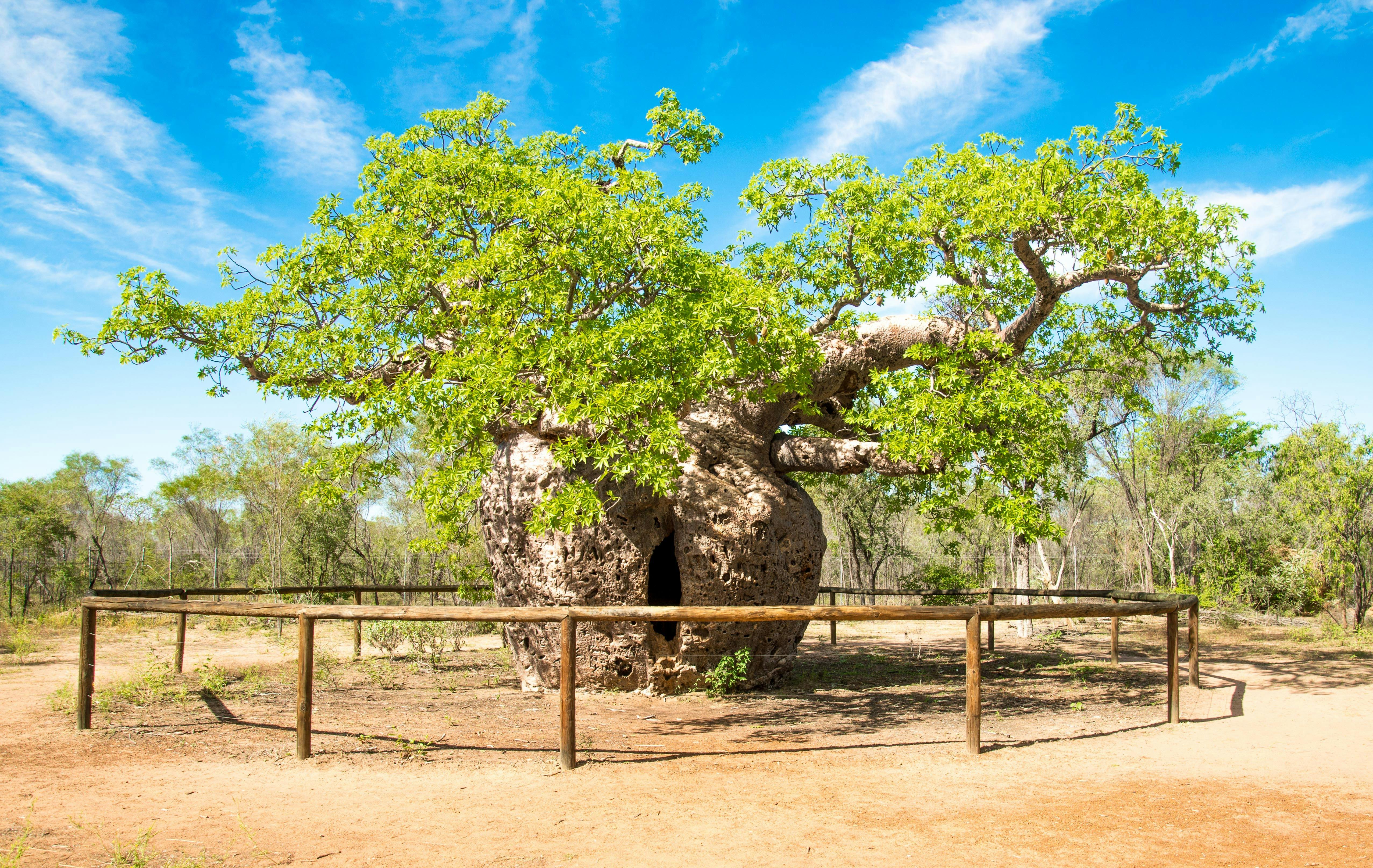 Boab Prison Tree, Derby