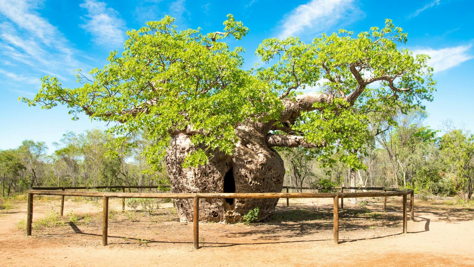Boab Prison Tree, Derby